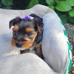Princess Rapunzel - Black and tan female Yorkshire Terrier puppy in Rancho Cordova, California from JUAREZ FAMILY YORKIES