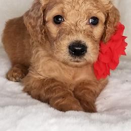 Goldendoodle Puppies from Triple Creek Goldendoodles