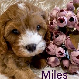 Miles - Brown male Cavapoo puppy in Hallsville, Missouri from Cedar Hill Pups