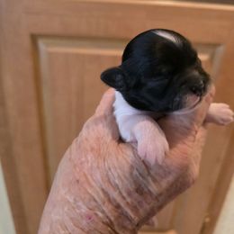 Kally - Black and white female Shihpoo puppy in Wittmann, Arizona from Marlees Puppies 1