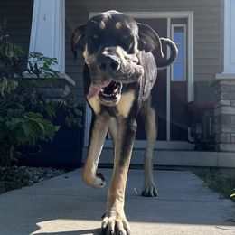 Hades - Great Dane