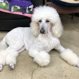 Zivah  - Poodle