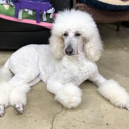 Zivah  - Poodle