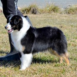 Dina - Miniature American Shepherd