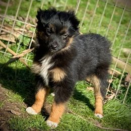 Taylor - Black tri female Toy Australian Shepherd puppy in North Lakeport, California from Wild Rose Ranch