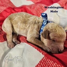 Washington - Apricot male Goldendoodle puppy in Peyton, Colorado from Grace N Faith Doodles