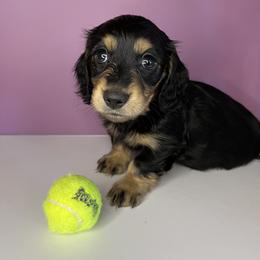 Dachshund Puppies from Signatures Mini Dachshunds