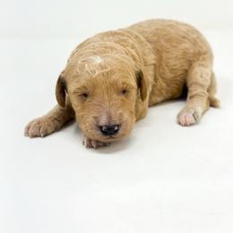 VALOR - Apricot male Goldendoodle puppy in Davison, Michigan from Dreaming Doodles