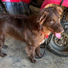Duke - Red tri-color male Australian Shepherd puppy in Whitwell, Tennessee from Owl Hollow Farm