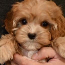 Cavapoos and Maltipoos from Sweetheart Doodles