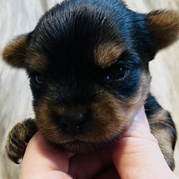 Yorkshire Terriers from Baby Doll Face Yorkies