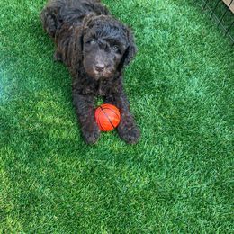 Australian Labradoodle Puppies from Palo Alto Labradoodles