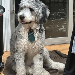 Bernedoodle and Bernese Mountain Dog All Grown Up from Berner Ridge Kennels