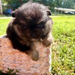 Dolly - Black and tan female Pomeranian puppy in Springfield, Missouri from Hope Mountain Pomeranians