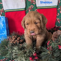 Sheldon - Dark golden male Golden Retriever puppy in Parker, Colorado from Legacy Ranch Golden Retrievers