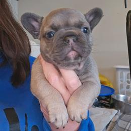 1 - Blue fawn male French Bulldog puppy in Lansing, Michigan from Black Thunder 517 Cane Corso and Dachshunds