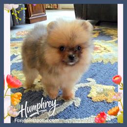 Humphrey- Tiny AKC - Orange sable male Pomeranian puppy in Eatonville, Washington from Foxy Forest Poms