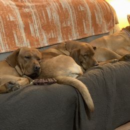 Labrador Retriever Puppies from Lynn’s English Labradors