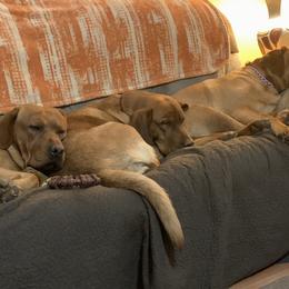 Labrador Retriever Puppies from Lynn’s English Labradors