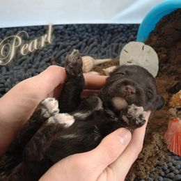 Pearl - Brown and white female Portuguese Water Dog puppy in Williamsport, Pennsylvania from Petersheim Porties