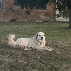 Luna - Great Pyrenees