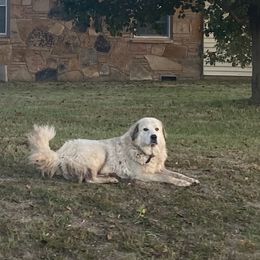 Luna - Great Pyrenees