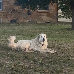 Luna - Great Pyrenees