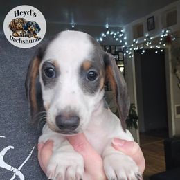 Pete - Blue and tan male Dachshund puppy in Hoquiam, Washington from Heyd's Mini Dachshunds