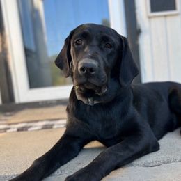 Mavis - Labrador Retriever