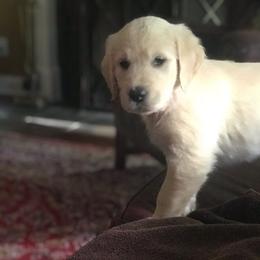 Golden Retriever Puppies from The Golden Court