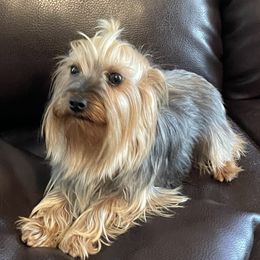 Sadie - Yorkshire Terrier