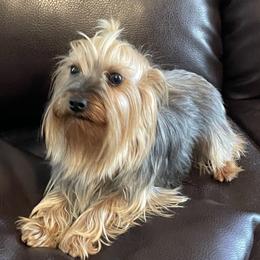 Sadie - Yorkshire Terrier