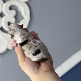 Chihuahua Puppies from Cloud9 Chihuahuas