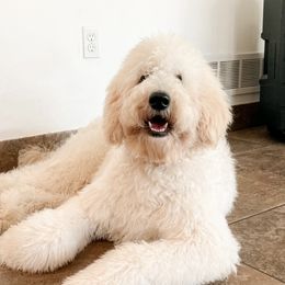 Willow - Goldendoodle