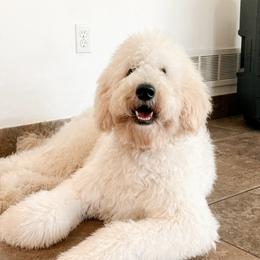 Willow - Goldendoodle