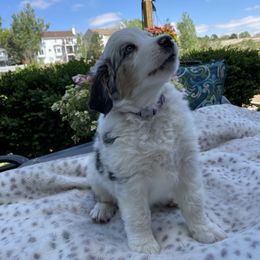 Miniature Australian Shepherd Puppies from Happy Tails, Colorado Mini Aussies