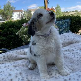 Miniature Australian Shepherd Puppies from Happy Tails, Colorado Mini Aussies