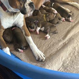 Boxer Puppies from Plank Trail Boxers plainville