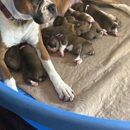 Boxer Puppies from Plank Trail Boxers plainville