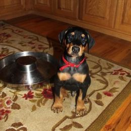 Doberman Pinscher Puppies from Desiree's Doberman Pinschers