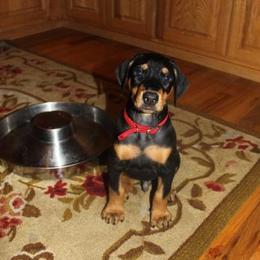 Doberman Pinscher Puppies from Desiree's Doberman Pinschers