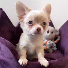 Chihuahua and Shih Tzu Puppies from Cuties 4 You