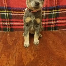 Australian Cattle Dog Puppies from LoveAHeeler
