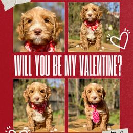 Sky - Caramel male Australian Labradoodle puppy in Citrus Heights, California from Elite Blend Labradoodles