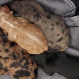 Boy 1 - male Whoodle puppy in Tomball, Texas from Texas Puppy Dreams LLC dba Whoodles and Co.