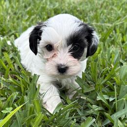 Cavapoos, Cockapoos, Goldendoodles, Maltipoos, Poodles, and Yorkipoos from Painted Rose Poodles and Doodles