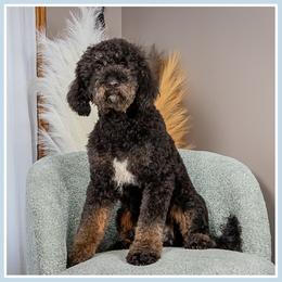 Chistery - Brown and tan male Cockapoo puppy in Connersville, Indiana from Deaz Doodle Ranch