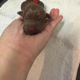 Drake in Red - Chocolate male Labrador Retriever puppy in Elloree, South Carolina from Moonlight Kennels LLC