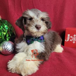 Boy 1 - male Miniature Schnauzer puppy in Fairhope, Alabama from Puppy Sugars Kennels