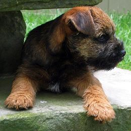 Border Terriers from Firelands Border Terriers